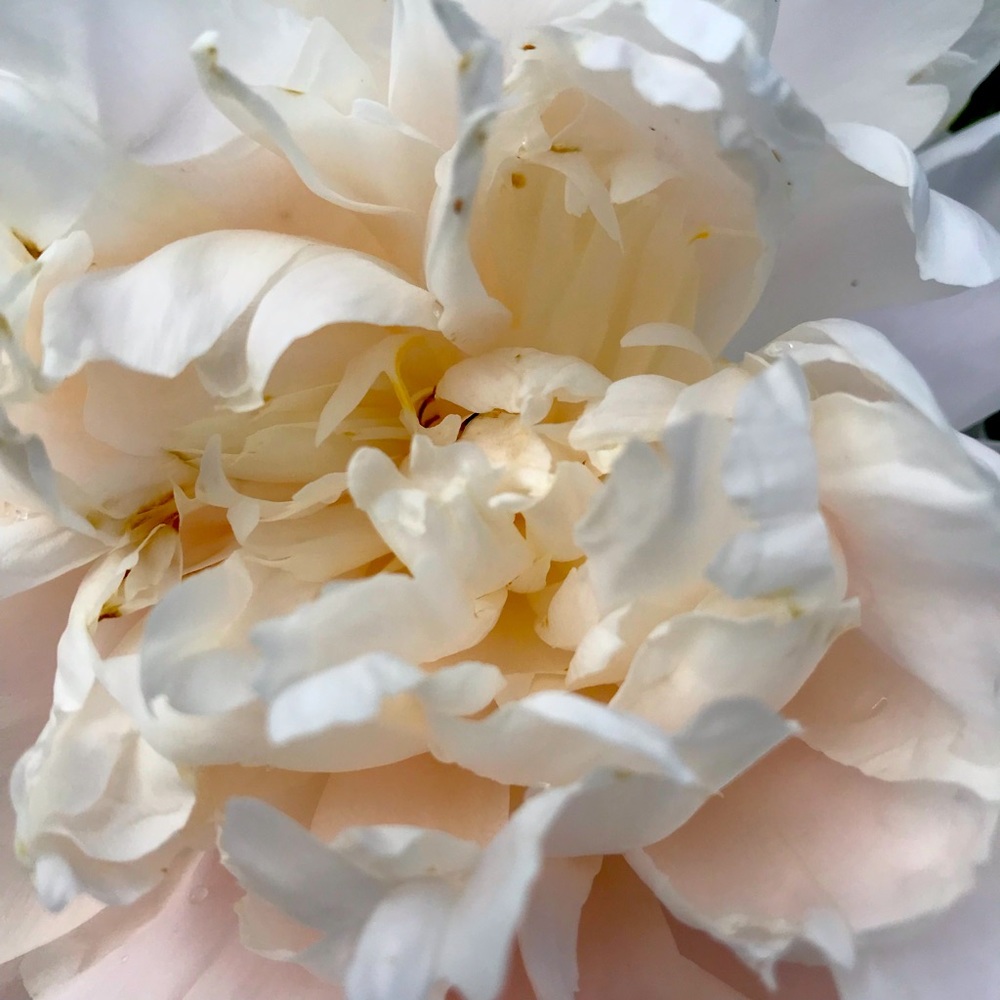 Meet your Posher, Isabel